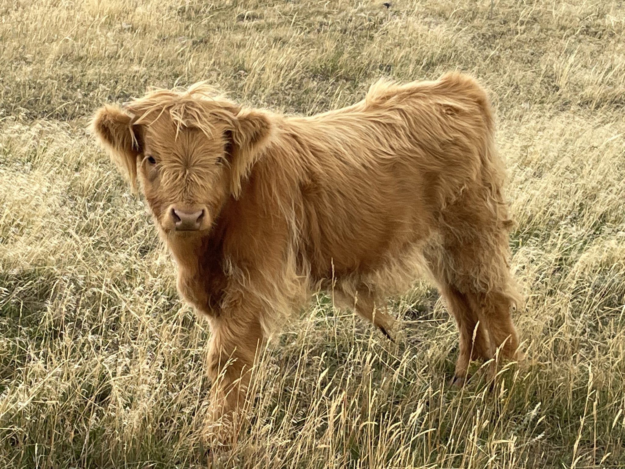 Photo of a Highlands Steer named Loki