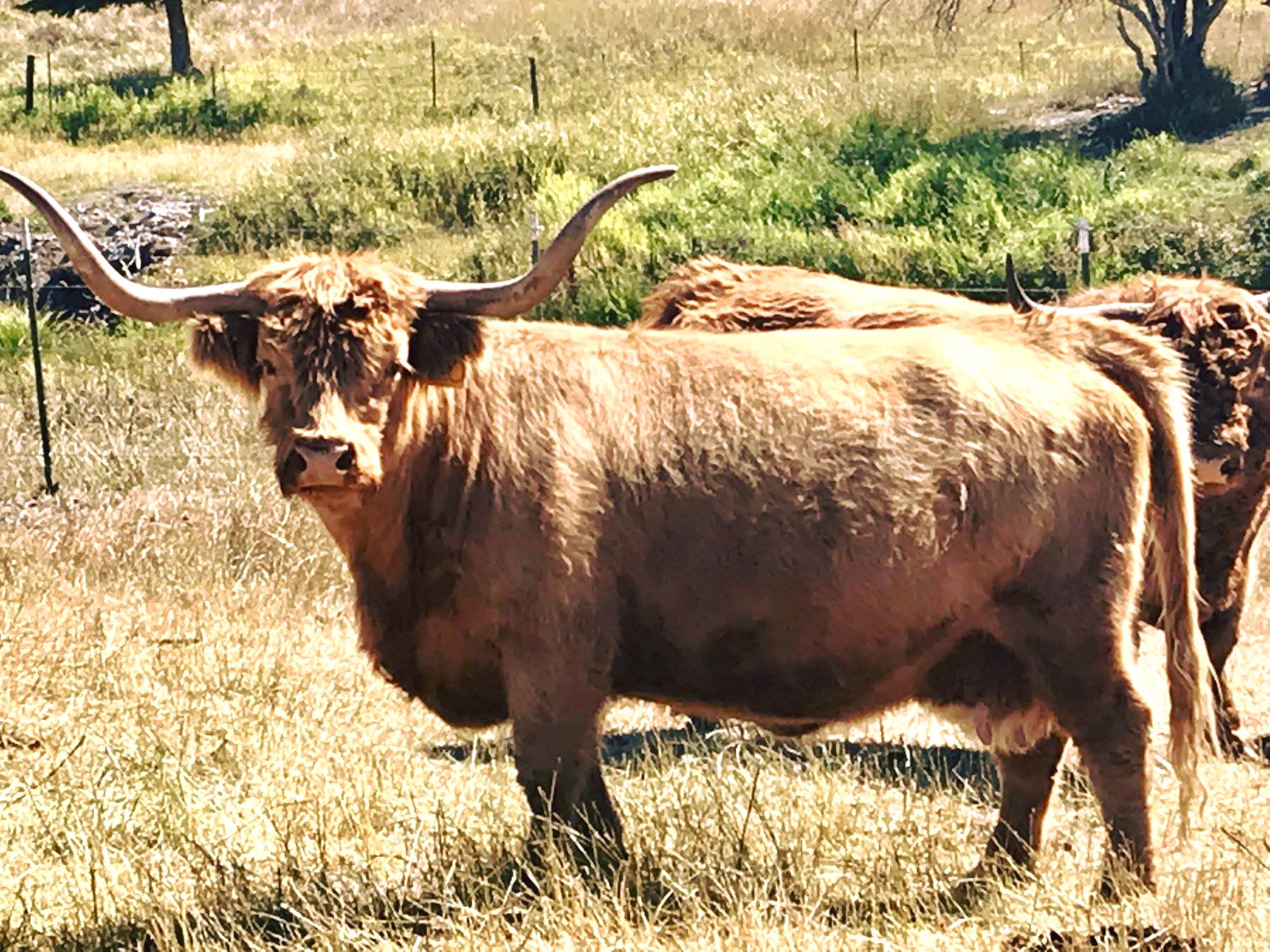 Ostag, a Highland Spice Steer out of Buffalo, Wyoming Photo